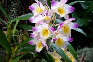 orchidee-dendrobium
